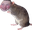 RatRigged