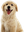 labraDoge