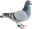 PigeonMascot