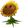 Sunflower!