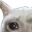 mericCat1