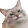 SmugCatface