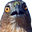 HAWKWARD