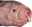 MoleRat