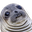 awkwardSeal