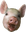 PigChamp