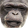 OkayChimp