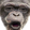 PogChimp