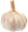 GarlicSquad