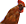 Coq