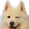 dogeKlick