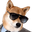 coolDoge