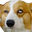 dogeDCP