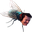 teyngaOnARandomFly