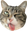 derpCat