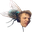 DuressOnARandomFly