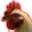 HantedRooster