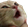 catPOG