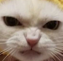 MadCat - Discord Emoji