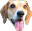 HappyBeagle