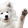 WhiteFluffyDog