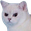 WhiteAngryCat