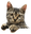 TarhCat