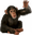 TarhMonkey