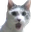 PogCat