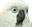 Papug