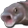 PogFish