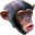 PimpChimpin