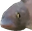 PauseFish