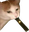 catJuul