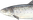 Iverzfisk