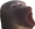 PogChimp