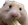 hamsterCHOMP