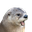 Otterpog