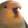 BirdChamp