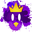 PenguPurple