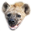 HyenaW