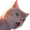 PogCat