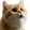 CatPog