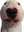 WeirdDog