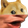 DogePog