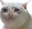 CryingCat