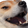 Dogekek