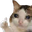 SadCatThumbsUp