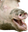 PigChamp