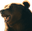bearPog
